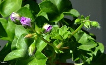 Prenúncio da Primavera
