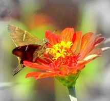 Harmonia na natureza
