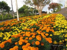 "Para vocês mulheres! Grato por fazerem as nossas vidas mais graciosas e proveitosas. Feliz Dia Internacional da Mulher! Vocês merecem todas as flores do mundo, mas fiquem com estas que colhi em Caçador!  Beijos agradecidos! Parabéns!". Foto e mensagem Edison Costa Porto.