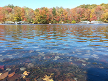 "Gostaria de dividir com voces a beleza do nosso outono aqui na area de New England, com as trocas de cores das folhas". Foto Alexandra Pressanto.