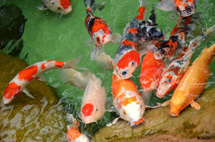 " Cores dos peixes". Foto Erci Bohrer.