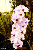 Um galho de orquídeas. Foto Erci Bohrer.