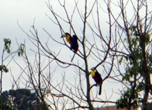 Tucanos em Caçador. Foto Erci Bohrer.