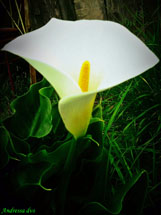 Foto Andressa Dvs.