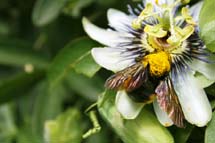 Detalhe: Inseto na flor de maracujá. Foto Gibran Farfud.