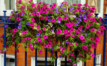 Flores. Foto Erci Bohrer.