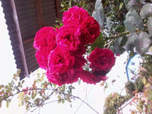 Cacho de rosas. Foto enviada por Vitinho Stokmann.