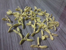 Flor da fruta de Ariticum em forma de hélice. Foto enviada por Vitinho Stokmann.