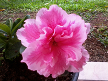 Flor Azaléia.Foto Luci Royer.