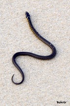 Cobra na areia. Foto Erci Bohrer