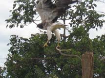 Gavião voando com uma cobra nas patas. Foto tirada Parantinga, no Mato Grosso. Por Eva Maria Cury Aracheski.