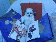 Cachorrinho chamado "Gerúndio" lendo revista. Foto: Márcio roberto Goes.