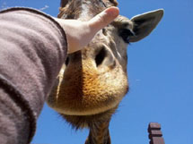 Girafa do parque Beto Carrero! Foto Luiza Loth.