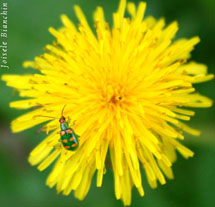 Foto Joisele Bianchin.