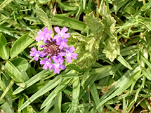 Foto: Pablo H. Kaipers.