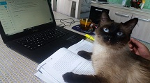Gatinha Layla
