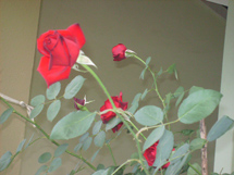 Foto Ruth Fendt Mariani.