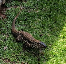 Lagarto passeando no pátio, comendo frutas