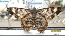 Seria uma Borboleta ou uma Mariposa? Foto Edison Costa Porto.