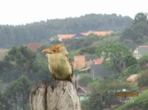 No primeiro domingo de Outono de Caçador, o pássaro parecia esta apreensivo com o frio e a garoa. Foto Edison Costa Porto.