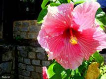 A beleza do Ibisco. Foto:Erci Bohrer.