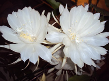 Flor Dama da Noite. Foto enviada por Pedrina Fernandes Padilha.