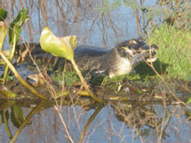 Jacaré se alimentando no Pantanal. Foto Márcio Frigeri.