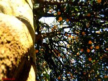 Laranjeira. Foto Andressa Dalla Vecchia Souza.