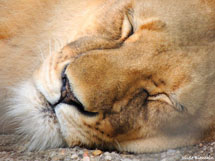 "No Zoo da Santur em Balneário Camboriú". Foto:Joi Bianchin.