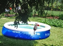 Verão