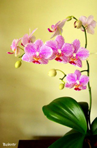 Orquídea lilás.Foto Erci Bohrer.