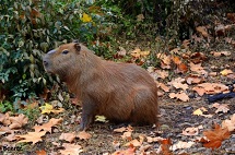 Capivara.