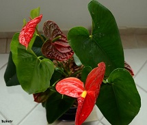A beleza do antúrio