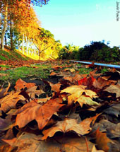 Foto Joi Bianchin.
