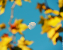 Foto Joi Bianchin.