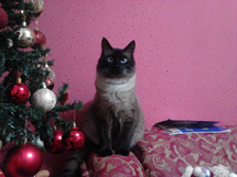 Foto enviada por Angelica Bohrer.