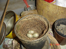 Família de sabiá resolveu fazer o ninho num vaso abandonado. Foto Márcia Kramer. 04/12/08.