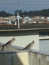 "Pássaros estranhos na sacada do apartamento". Foto Arlene do Valle.