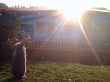 Foto tirada em Caçador, no bairro São Cristovao. Um coelho olhando o pôr do sol.