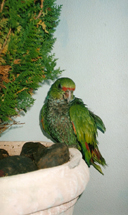 Papagaios. Visita que acontece quase todas as manhãs no centro de Caçador. Foto enviada por Wilmar Trentini. Setembro 2008.