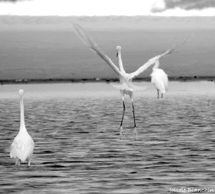 Foto: Joi Bianchin.