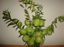 Planta exótica. Foto Erci Boher. Março 2009