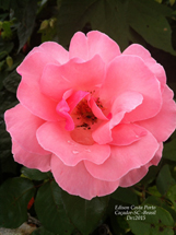 "A Rosa cor de rosa com a chuva se refrescou! No verão de Caçador melhor ter gotinhas de chuva do que lágrimas de calor!" Foto:Edison Costa Porto.