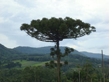 Beleza e imponência da Araucária. Santa Cruz do Timbó. Foto Erci Bohrer. Março 2009.
