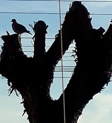 Foto do Dia