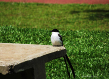 Foto:Aguinaldo Fernando de Jesus .