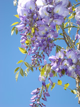 As belezas da Primavera. Foto Erci Bohrer.