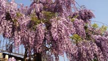 Trepadeira Viúva Alegre dando boas vindas com a proximidade da primavera. Foto Alvin Stüber.