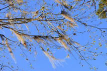 Foto Erci Bohrer.