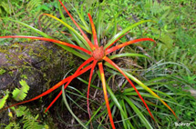 Uma flor exótica. Foto:Erci Bohrer.